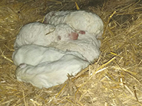 pastore abruzzese adulto